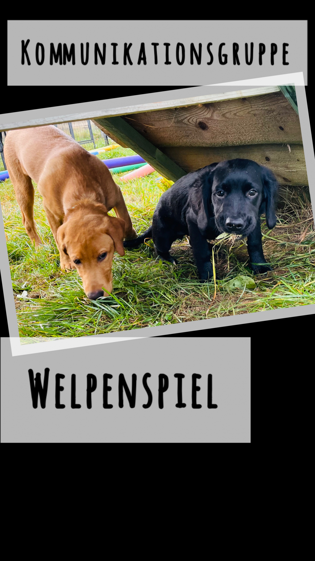 Welpenspiel